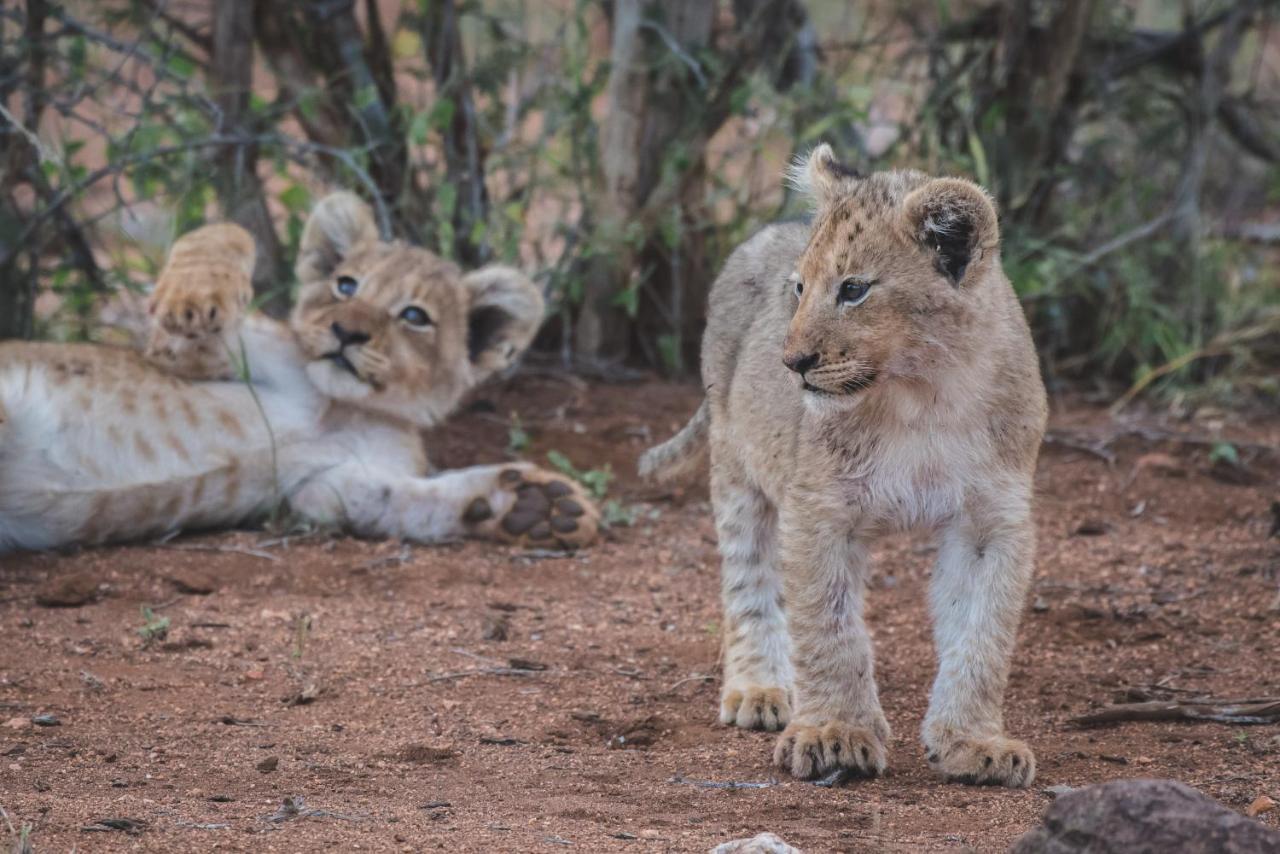 Ku Sungula Safari Lodge Balule viltreservat Exteriör bild