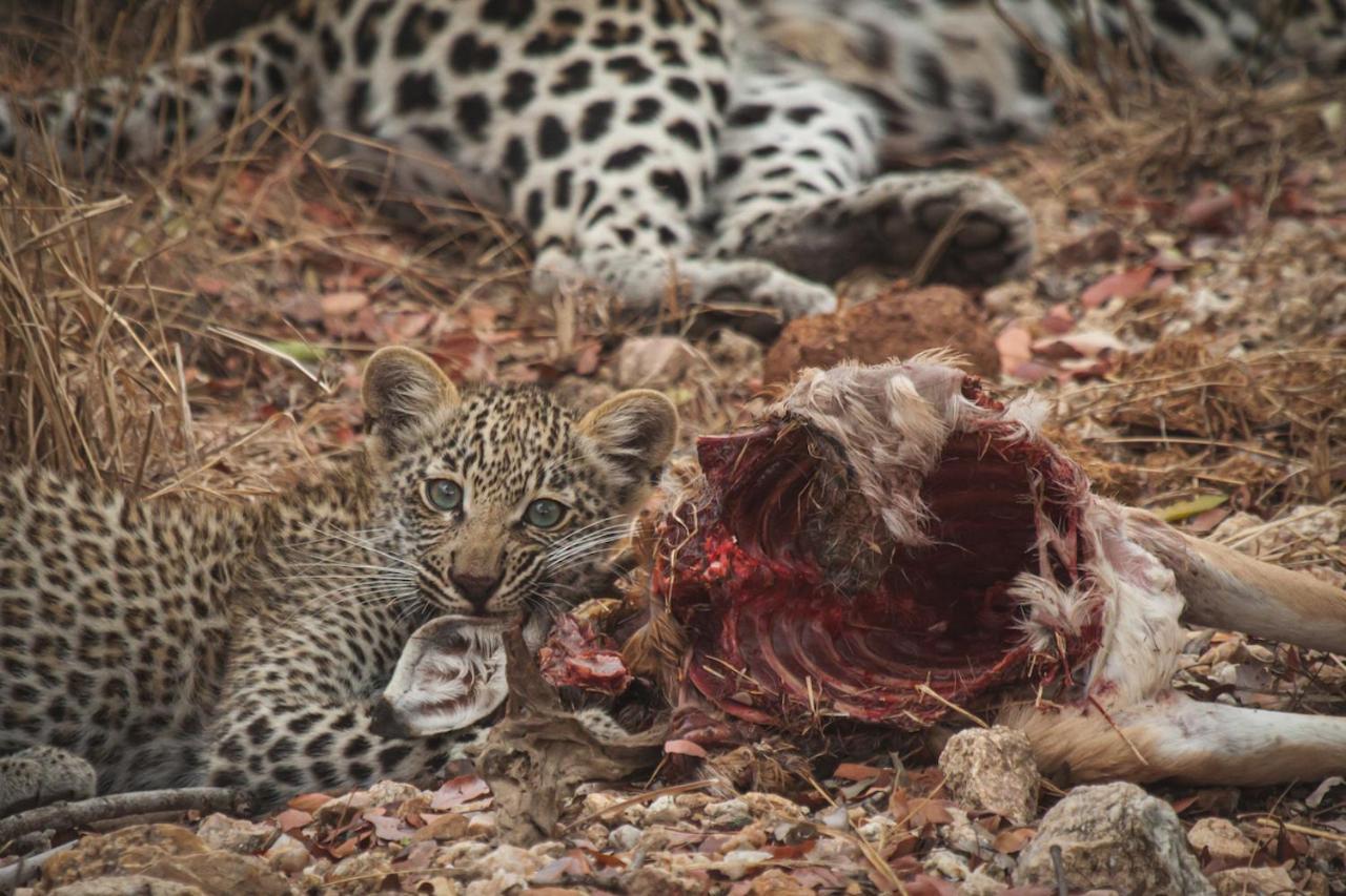 Ku Sungula Safari Lodge Balule viltreservat Exteriör bild