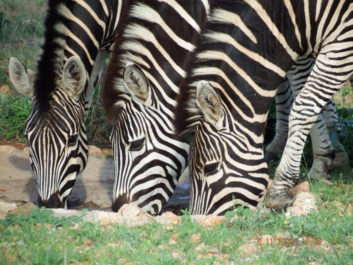 Ku Sungula Safari Lodge Balule viltreservat Exteriör bild