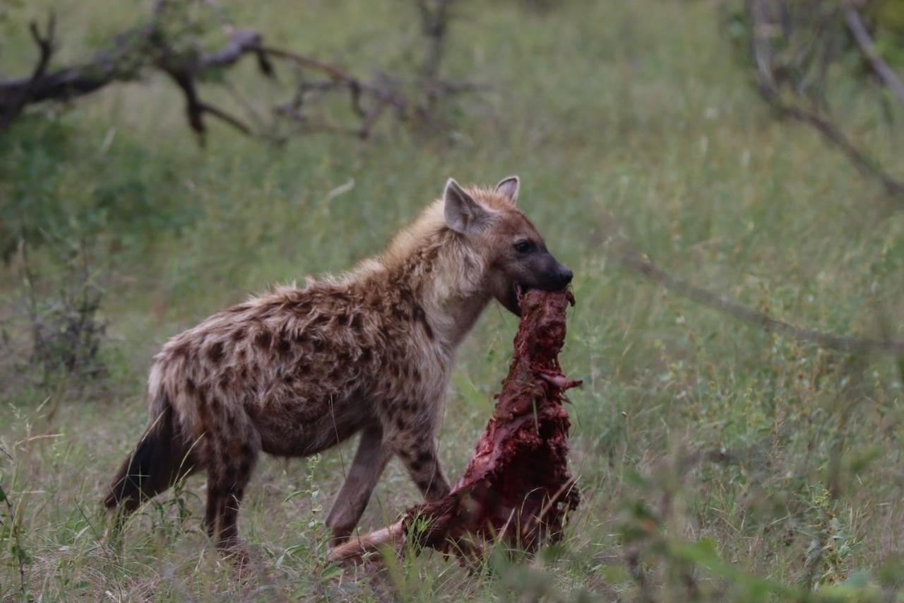 Ku Sungula Safari Lodge Balule viltreservat Exteriör bild