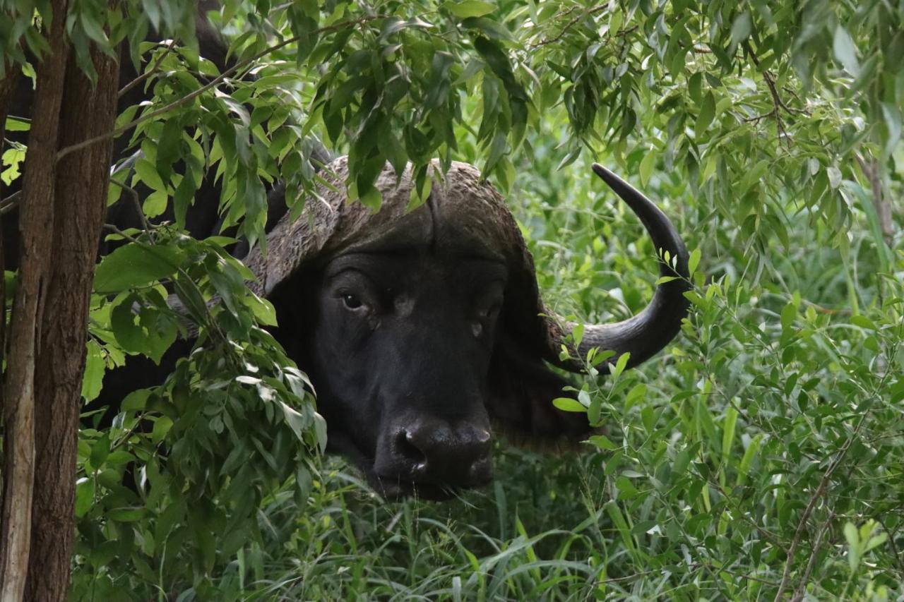 Ku Sungula Safari Lodge Balule viltreservat Exteriör bild