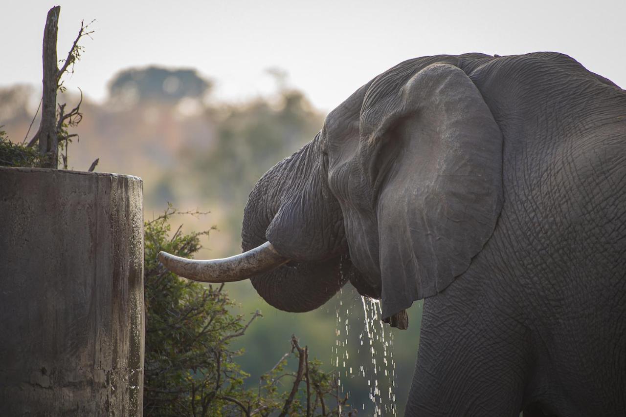 Ku Sungula Safari Lodge Balule viltreservat Exteriör bild