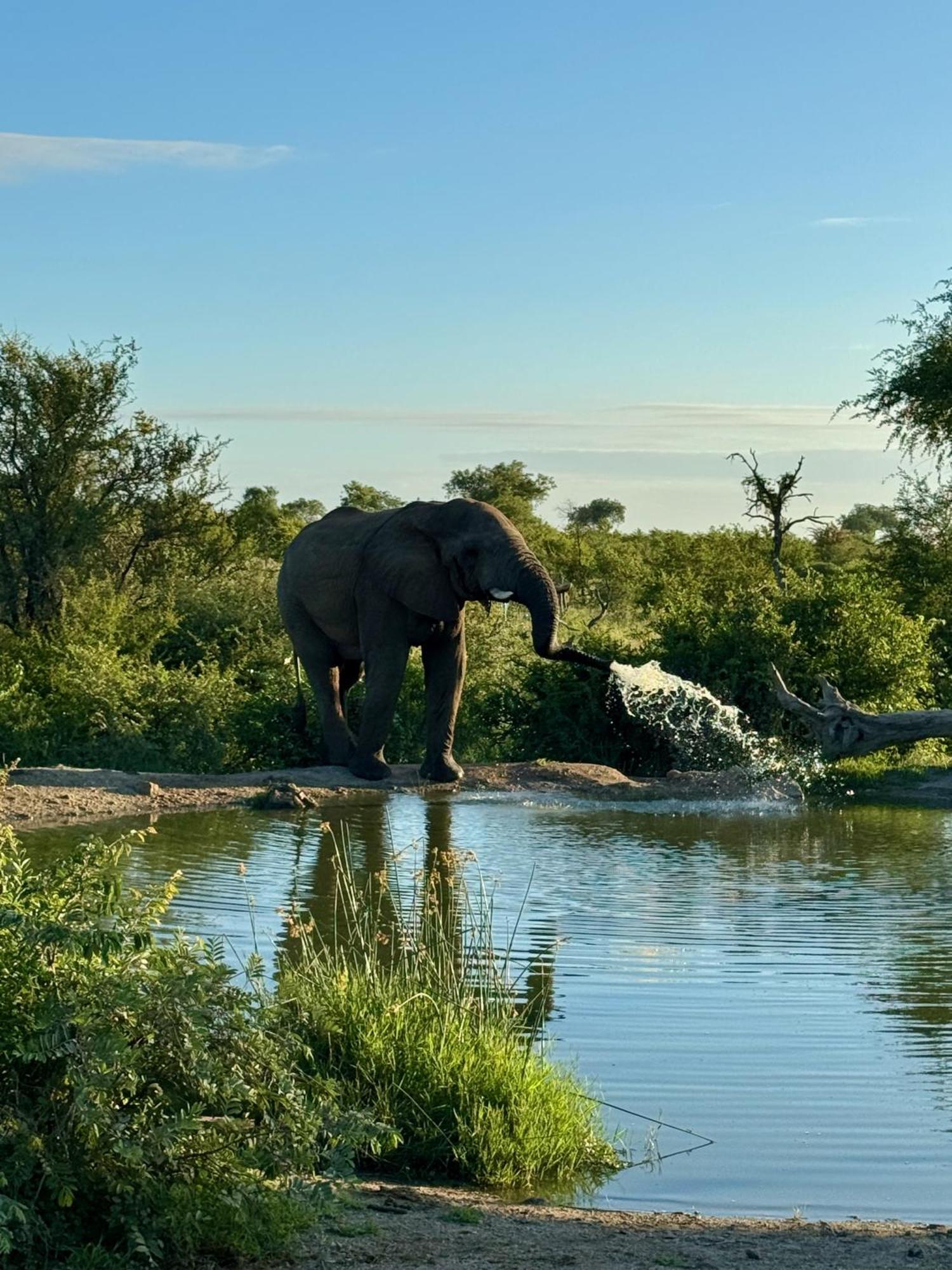 Ku Sungula Safari Lodge Balule viltreservat Exteriör bild