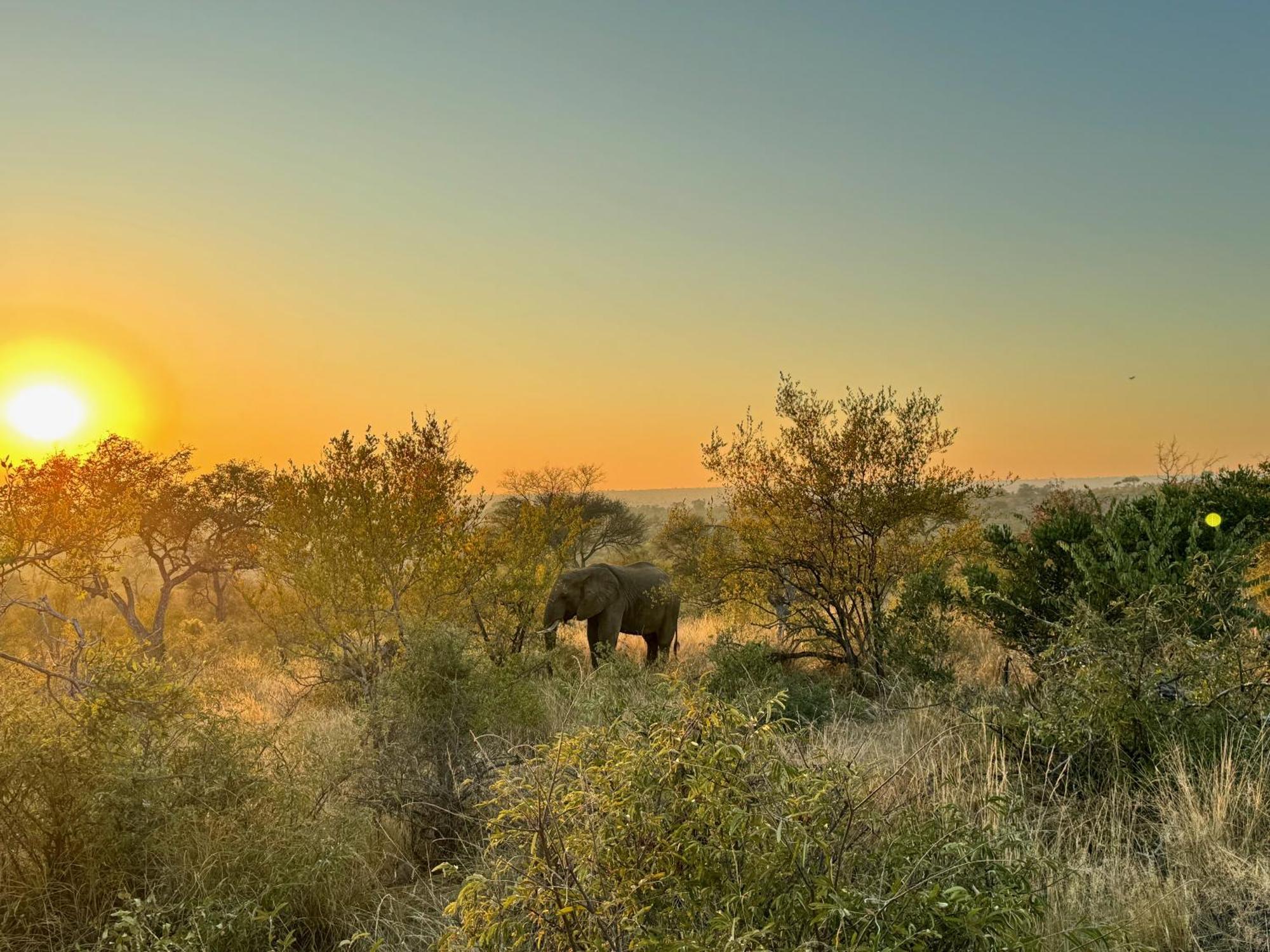 Ku Sungula Safari Lodge Balule viltreservat Exteriör bild