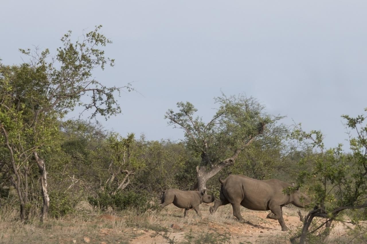 Ku Sungula Safari Lodge Balule viltreservat Exteriör bild