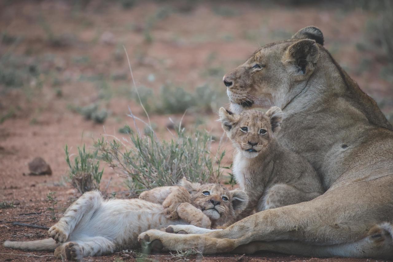 Ku Sungula Safari Lodge Balule viltreservat Exteriör bild