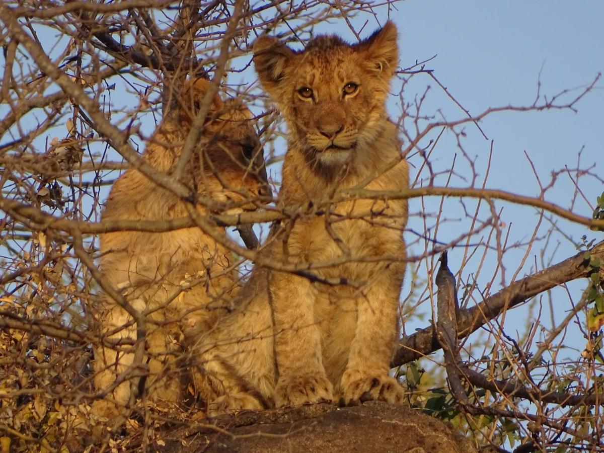 Ku Sungula Safari Lodge Balule viltreservat Exteriör bild