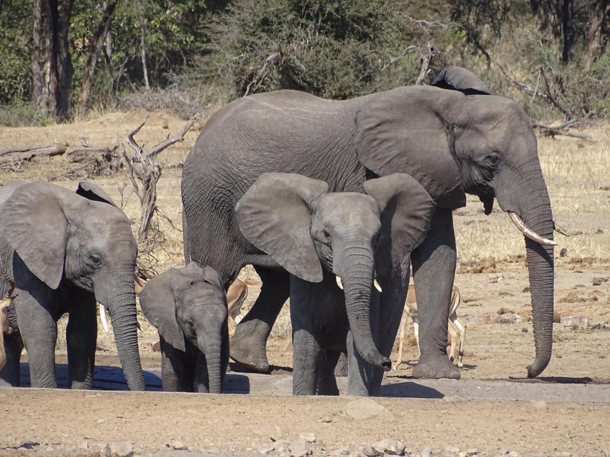 Ku Sungula Safari Lodge Balule viltreservat Exteriör bild