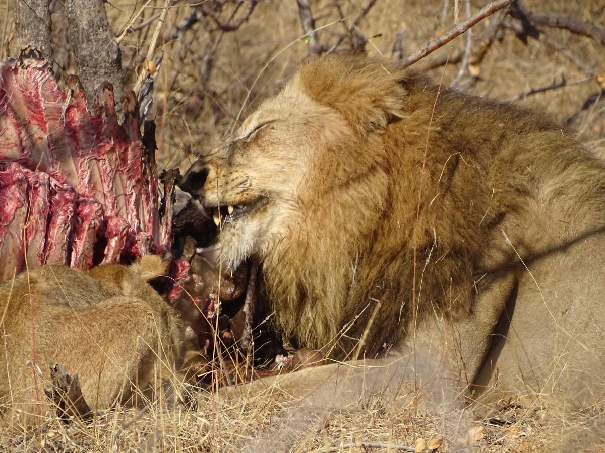 Ku Sungula Safari Lodge Balule viltreservat Exteriör bild